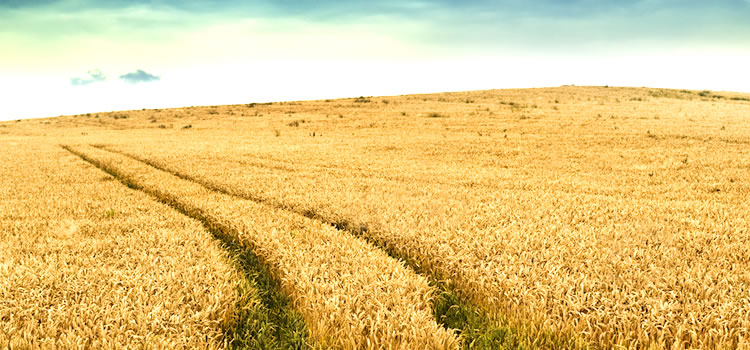 Angelika Ferby-Rammler Hypnose