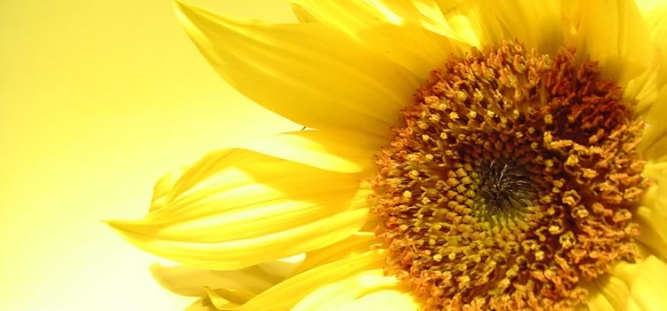 Angelika Ferby-Rammler Hypnose