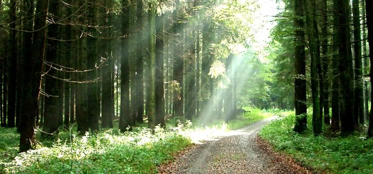 Angelika Ferby-Rammler Hypnose